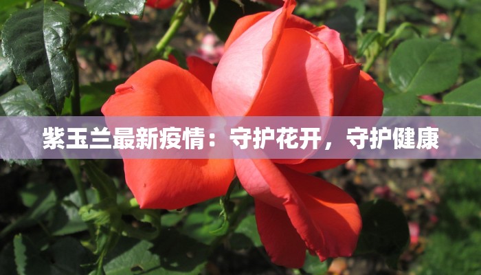 紫玉兰最新疫情：守护花开，守护健康